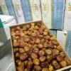KURMA SUKARI HC NON WRAPPING DUS - Image 2